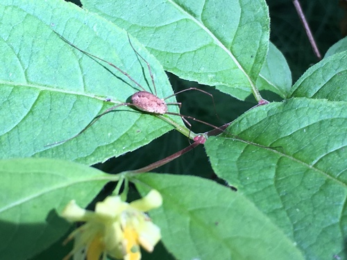 Spring Harvestman photo 5