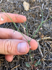 Eriogonum esmeraldense esmeraldense