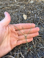 Eriogonum esmeraldense esmeraldense