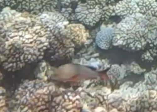 Humpback snapper