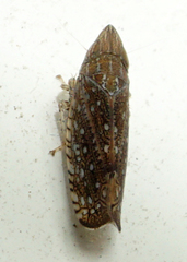 Scaphytopius acutus