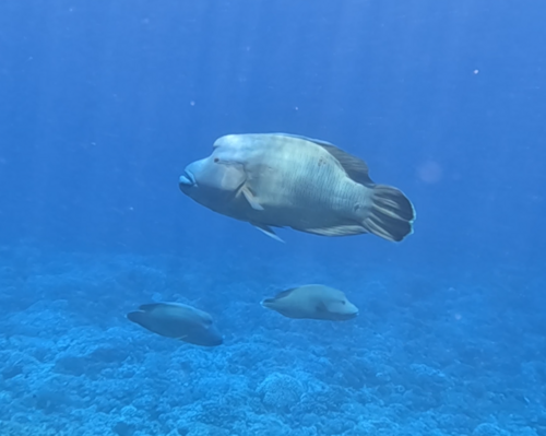 Humphead wrasse