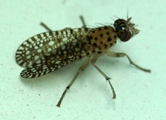 Poecilographa decora