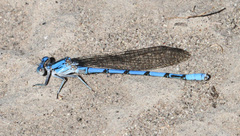 Argia agrioides