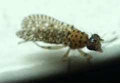 Poecilographa decora