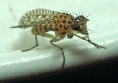 Poecilographa decora