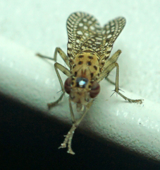 Poecilographa decora