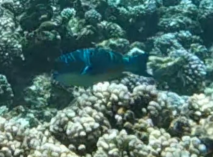 Blunt-head Parrotfish