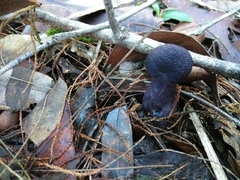Cortinarius kioloensis
