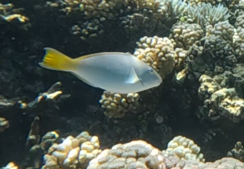 Long-nosed Parrotfish