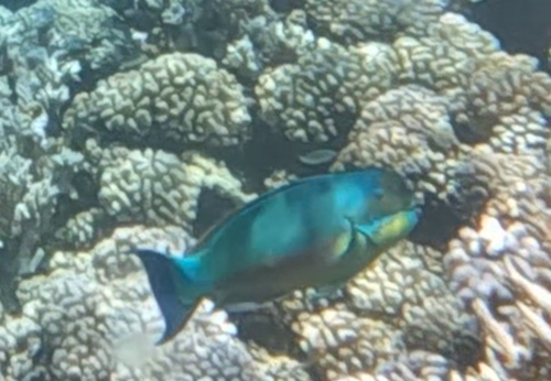 Blunt-head Parrotfish