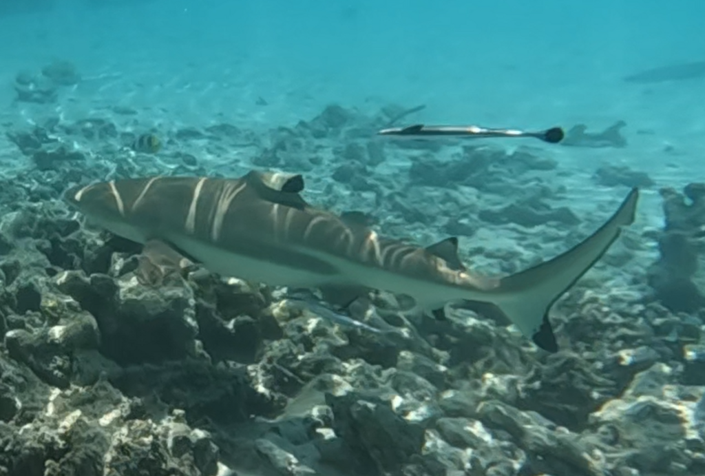 Blacktip reef shark