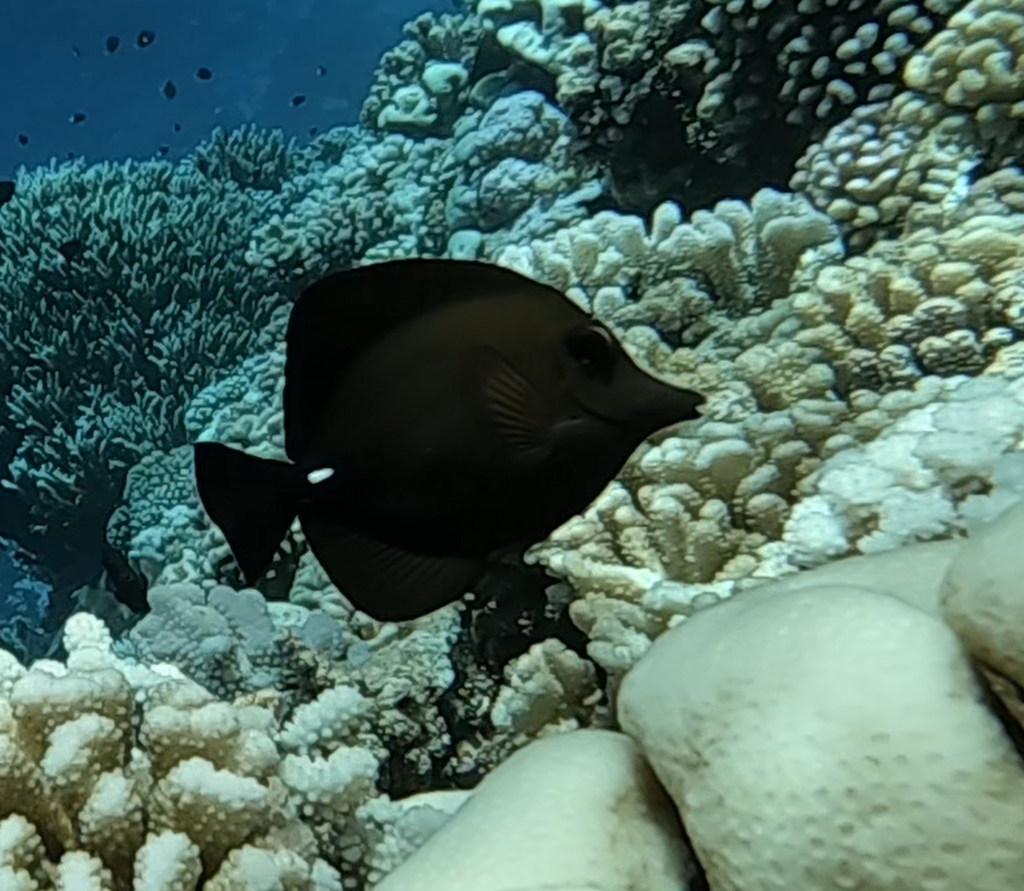 Longnose Tang