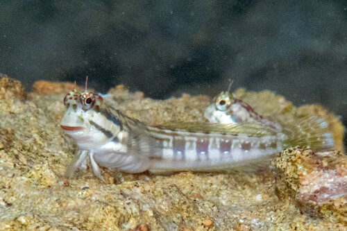 Blenniella caudolineata observed 2024-11-02