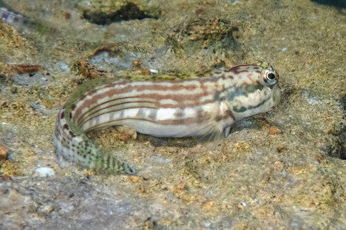 Blenniella caudolineata observed 2024-11-02