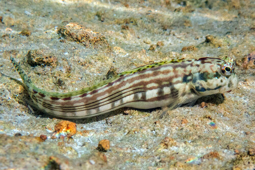 Blenniella caudolineata observed 2024-11-02