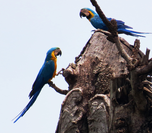 Blue-and-yellow Macaw
