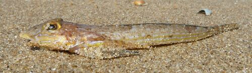 Common dragonet (Callionymus lyra) — Callionymidae — 2