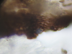 Mycocalicium subtile