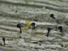 Mycocalicium subtile
