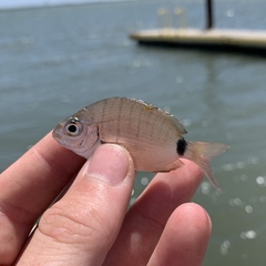 Diplodus holbrookii