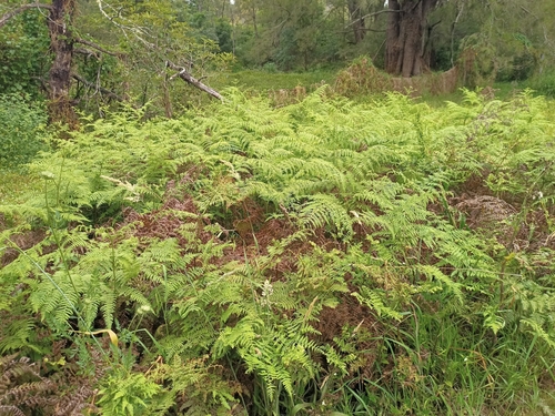Downy Ground-fern (Hypolepis glandulifera)