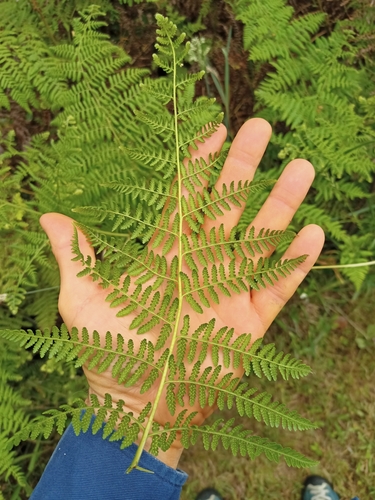 Image of Hypolepis glandulifera by no rights reserved