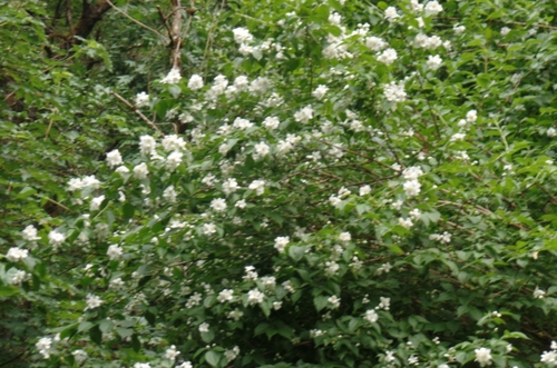 Philadelphus coronarius