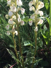 Pedicularis contorta