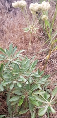 Eriogonum heracleoides
