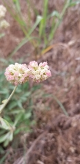 Eriogonum heracleoides