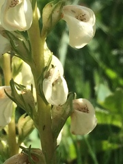 Pedicularis contorta