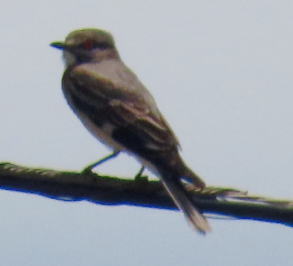Grey Monjita