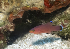Cave Bass photo 2