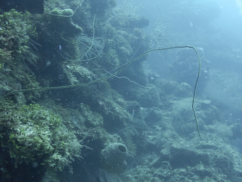 Black coral