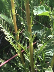 Pedicularis contorta