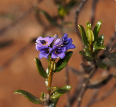 Halgania andromedifolia