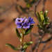 Lavender Halgania - Photo (c) Reiner Richter, some rights reserved (CC BY-NC-SA), uploaded by Reiner Richter