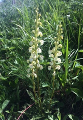 Pedicularis contorta