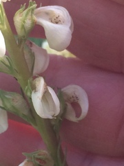 Pedicularis contorta