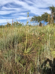 Yucca constricta