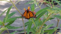 Danaus plexippus