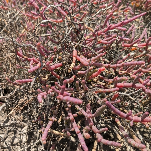 Mungily (Tecticornia indica)
