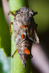 Lystridea