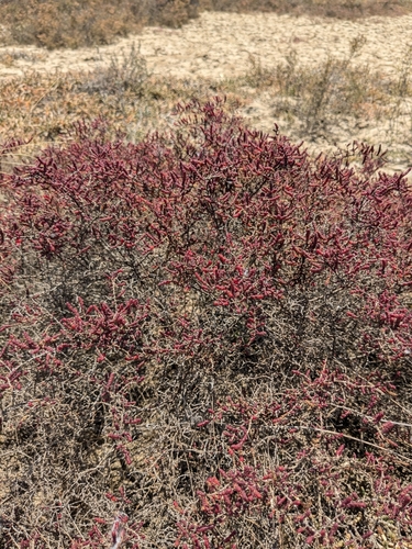 Image of Tecticornia halocnemoides by (c) Luke Lythgoe, some rights reserved (CC BY)