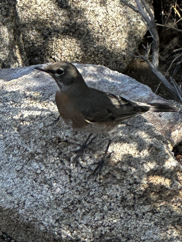 American Robin from Santa Rosa and San Jacinto Mountains National ...