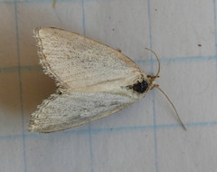 Protodeltote albidula