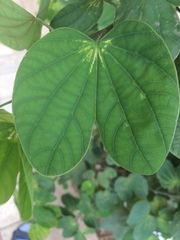 Bauhinia racemosa