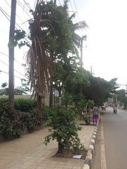 Bauhinia racemosa