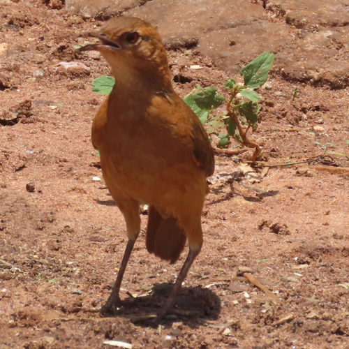 Rufous Hornero
